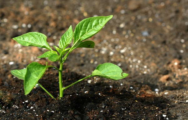 Utilisation du nitrate de calcium pour le poivre