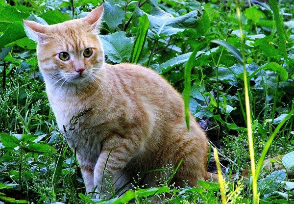 котка в градината