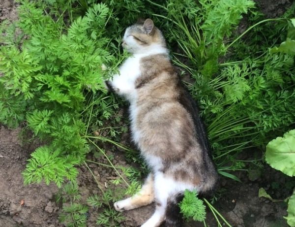 котка върху магданоз