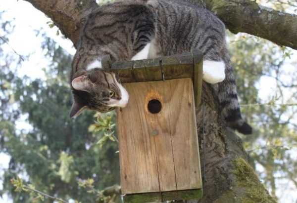 котка в къщичката за птици