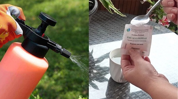 Comment traiter les poivrons avec de l'acide borique