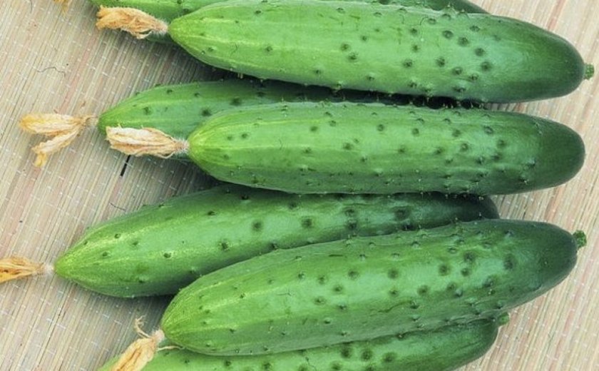Gurke April f1