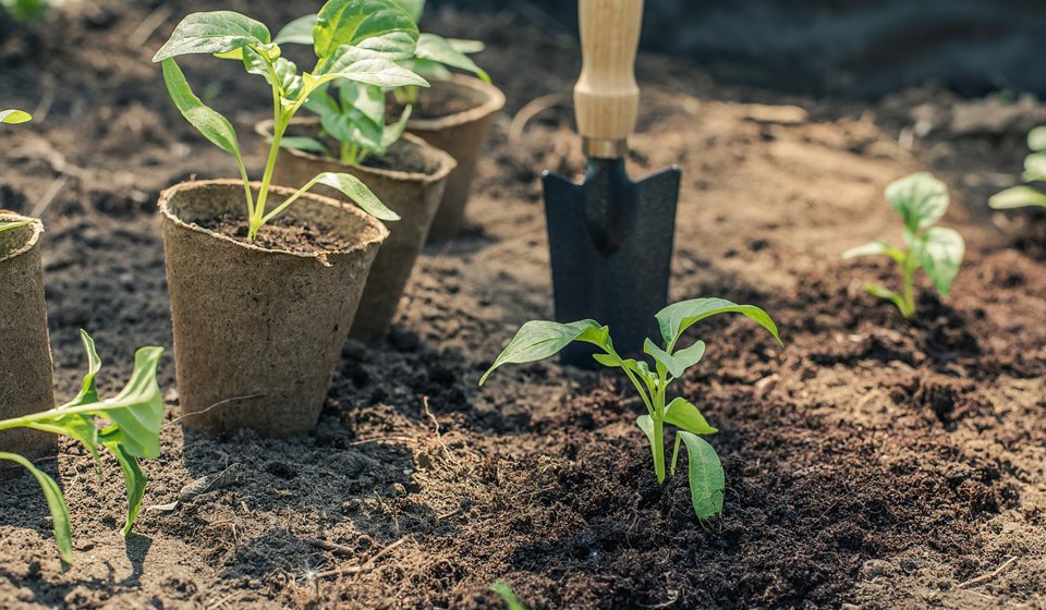 Plantation de jeunes plants de poivron