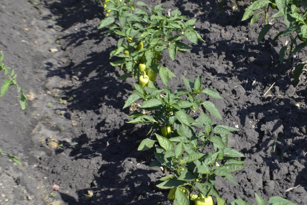 Paprika anhäufeln