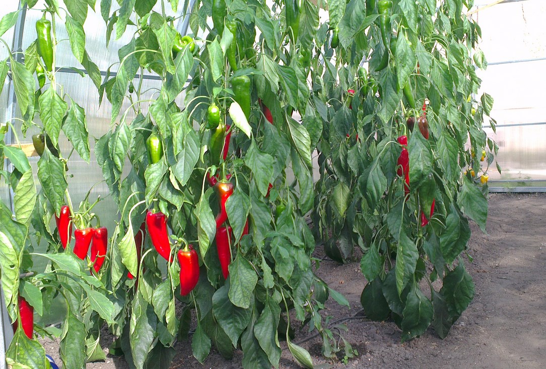 Regar los pimientos