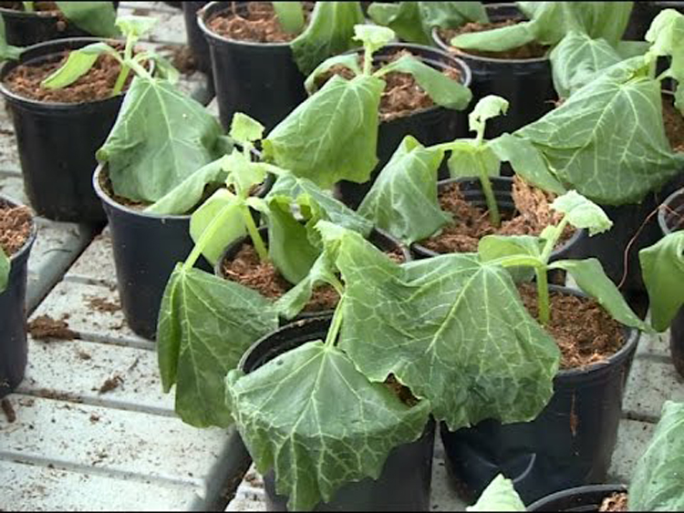 Les jeunes plants de concombre ont gelé.