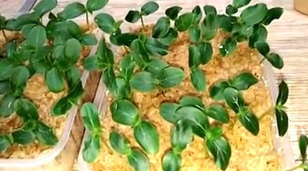seedlings in sawdust