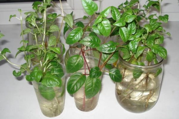 Fuchsienvermehrung