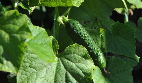 Description des concombres cultivés aux Pays-Bas