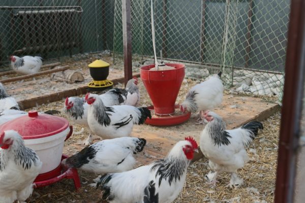 élever des poules