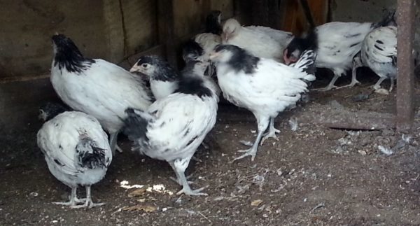 poulets