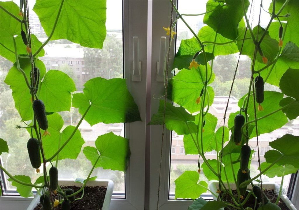 Cucumbers not growing on windowsill: causes, treatment, photos