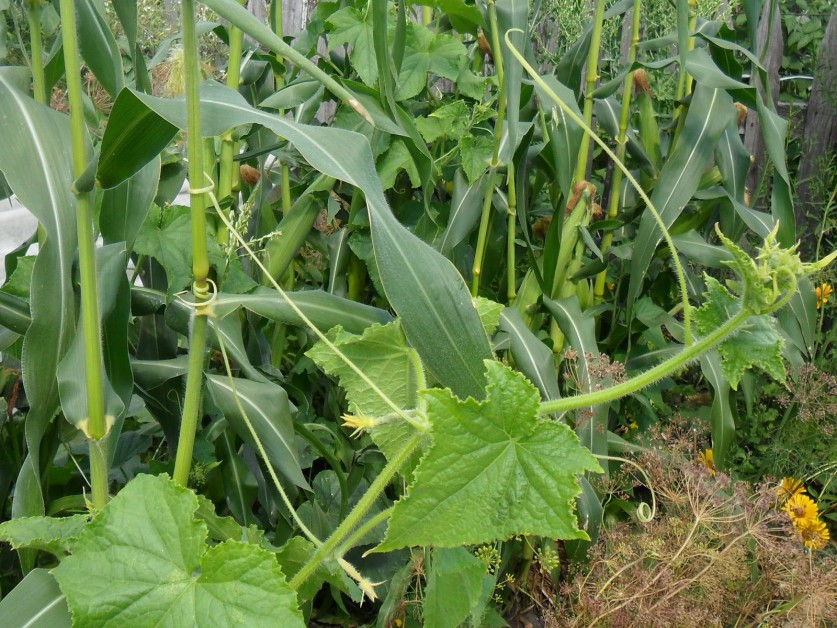 Come piantare insieme mais e cetrioli all'aperto: vantaggi e schemi di semina