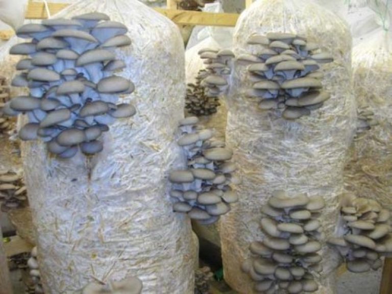 Come piantare i funghi in autunno nella tua dacia