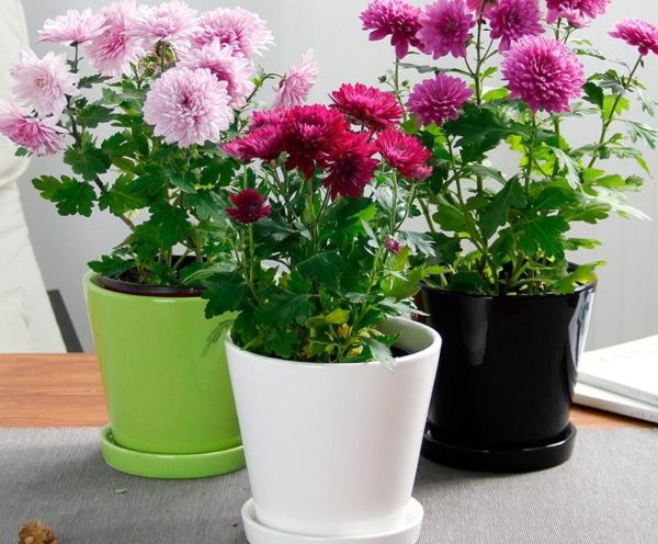 chrysanthème chinois