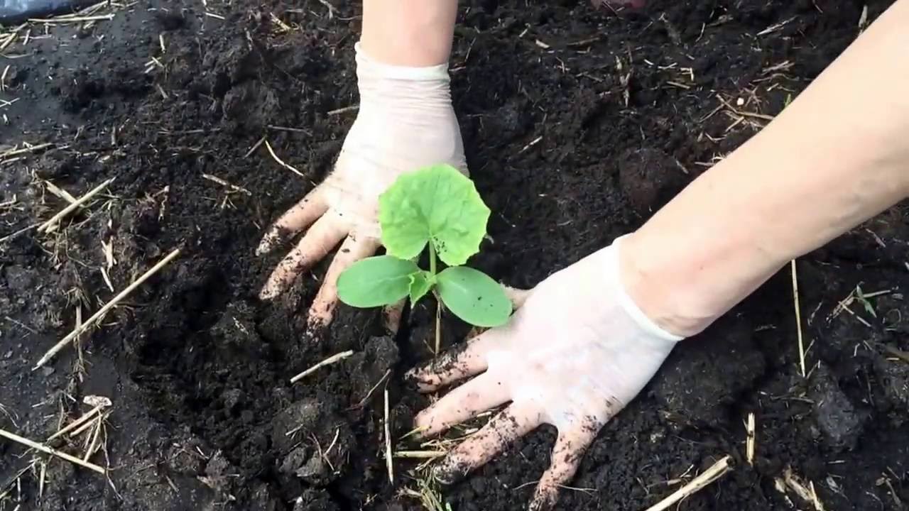 planter des concombres en pleine terre