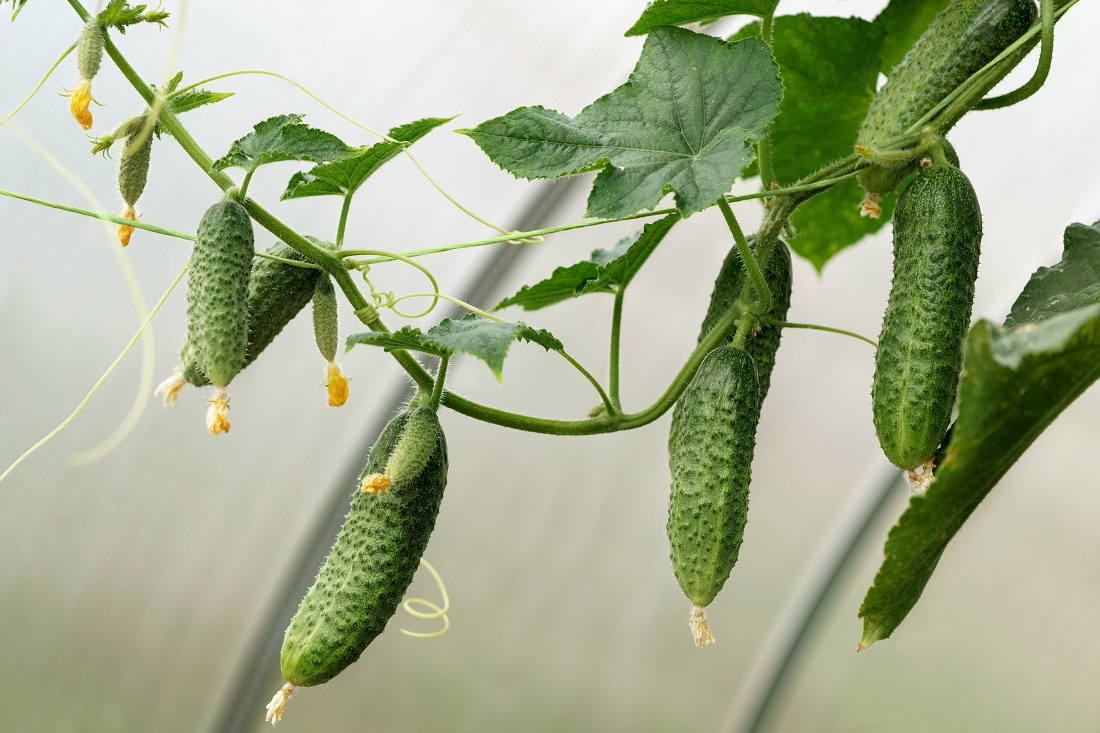 growing cucumbers on a windowsill