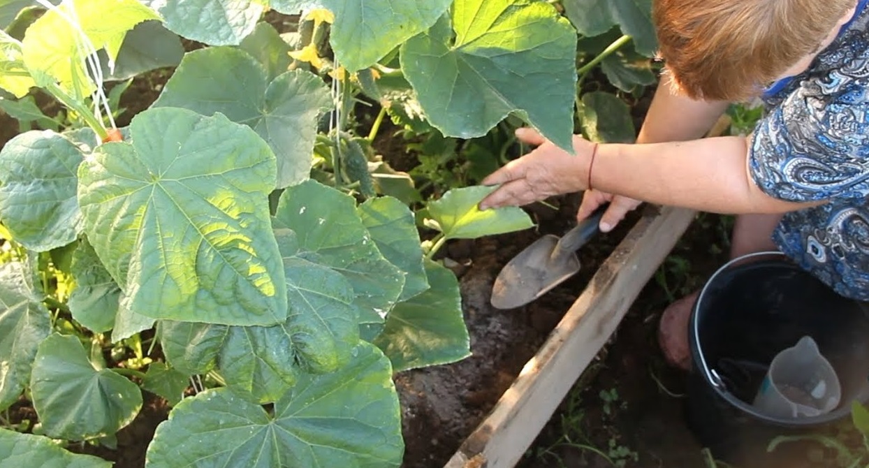 fertilisation des concombres