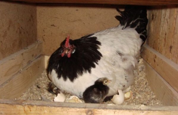 poule