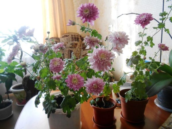 chrysanthème en pot
