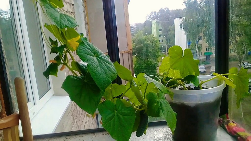 cucumber diseases on the balcony