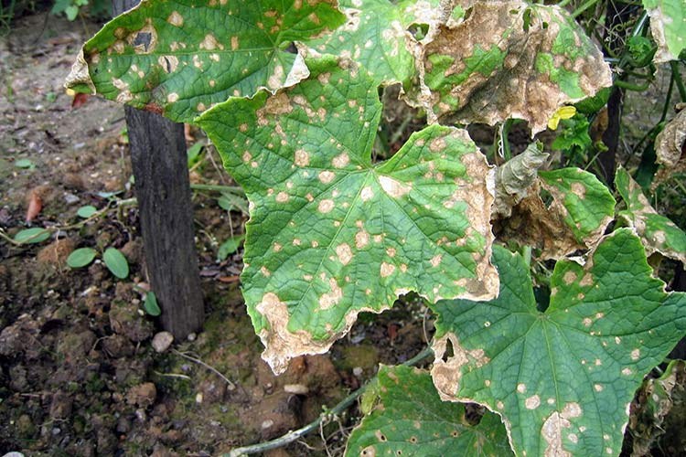 La malattia batterica dei cetrioli