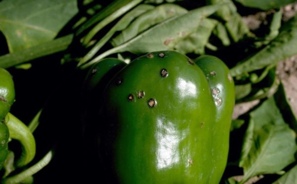 parassiti del peperone