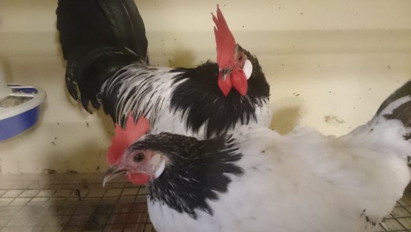 poulets Lakenfelder