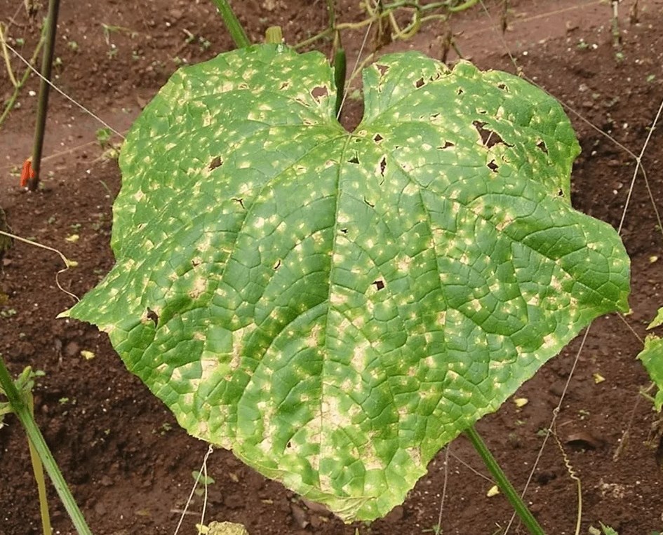 Phytophthora auf Gurken