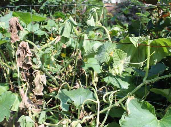 Phytophthora auf Gurken