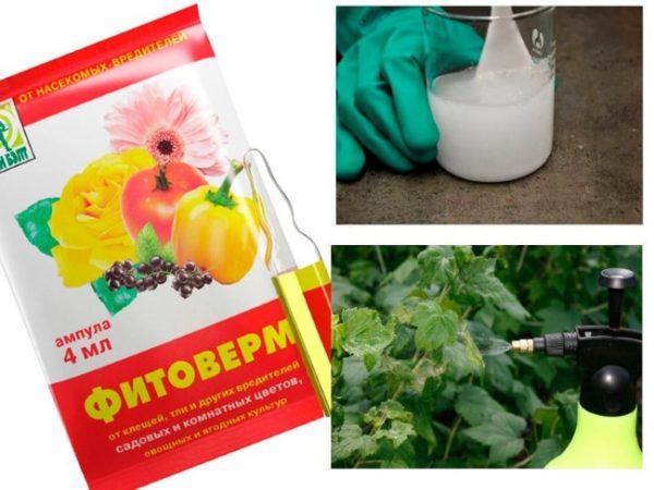 fitoverm solüsyonu