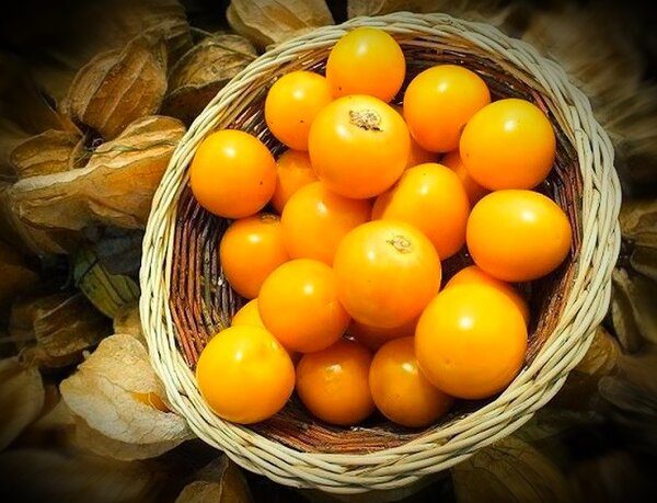 essbare Physalis