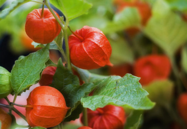 Physalis