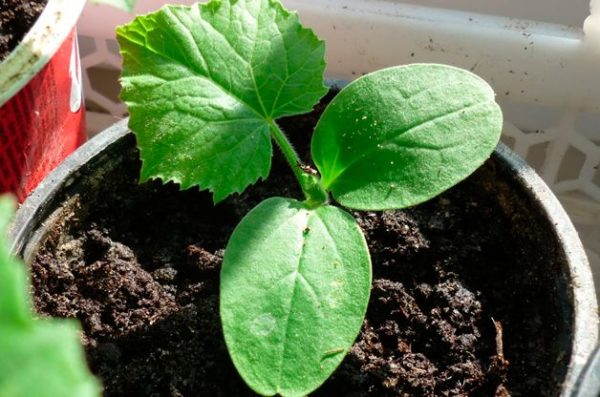 cucumber seedlings on the windowsill