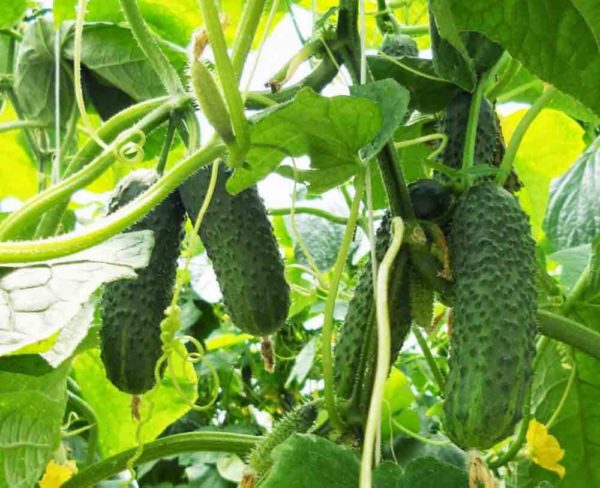 cucumbers in a greenhouse