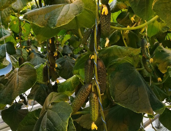 cucumber hybrids of Polish selection