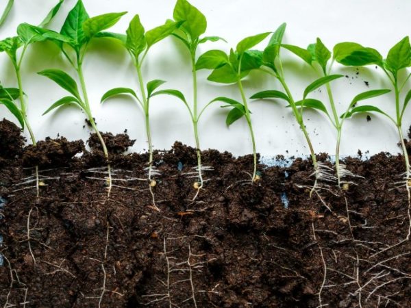 terreno per piantine
