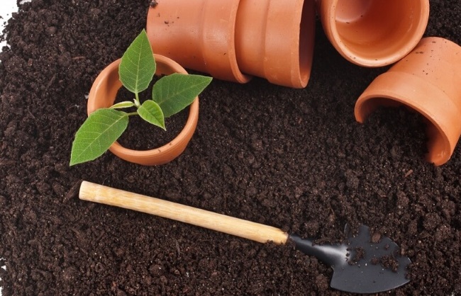 terreno per piante