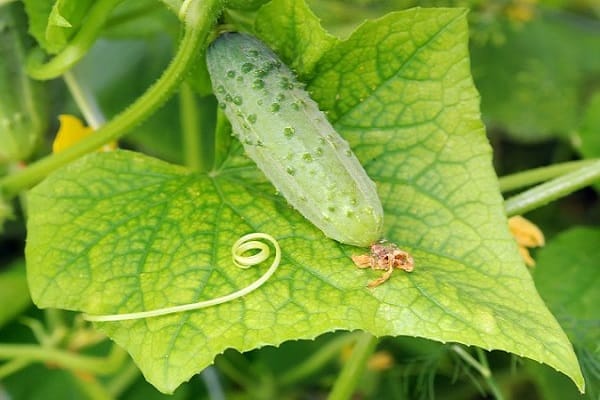 Chlorose bei Gurken
