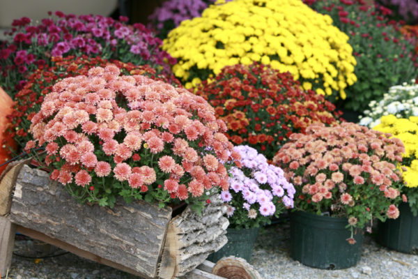 Chrysanthème à feuilles de mûrier