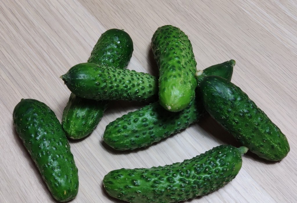 Cucumbers Khutorok f1: