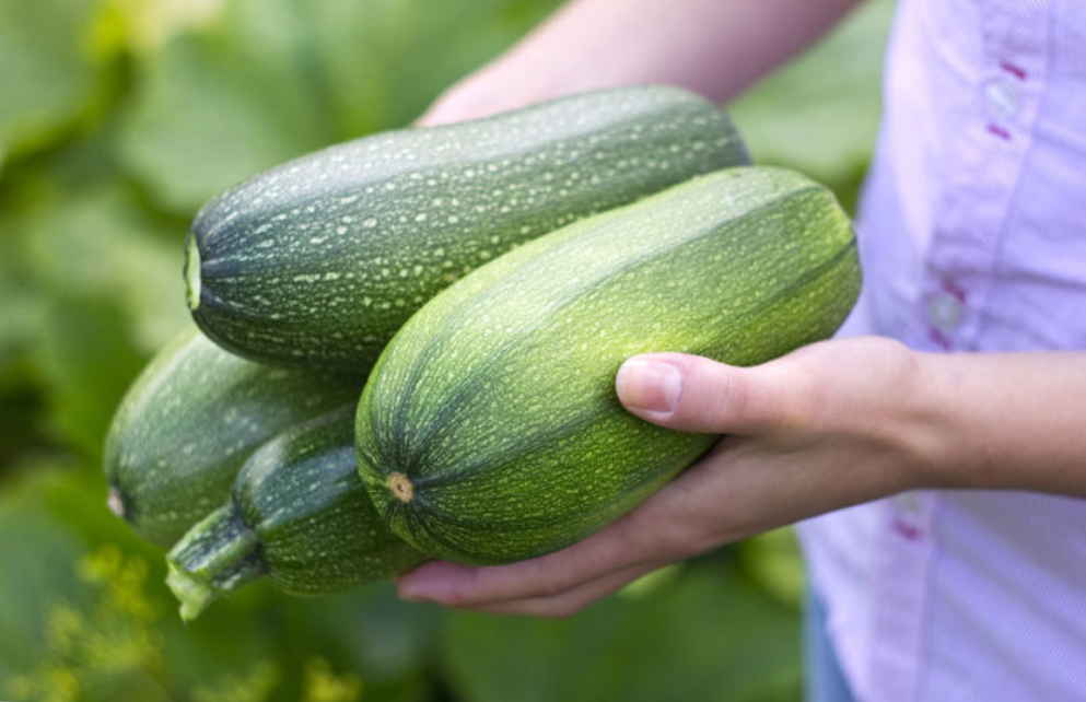 Zucchini in den Händen