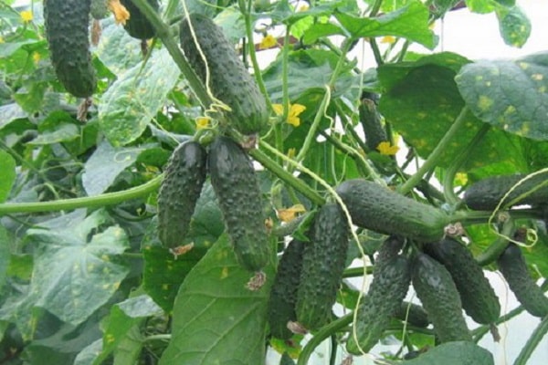 Kumanek f1