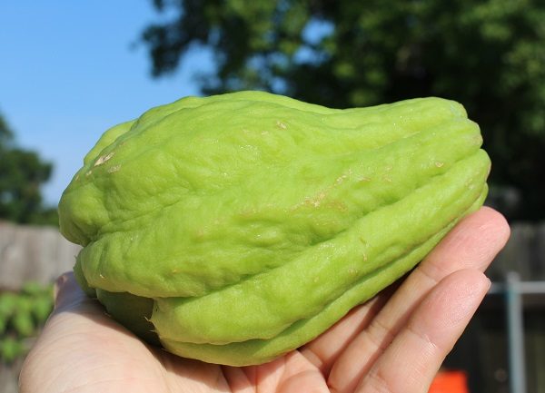 chayote à la main