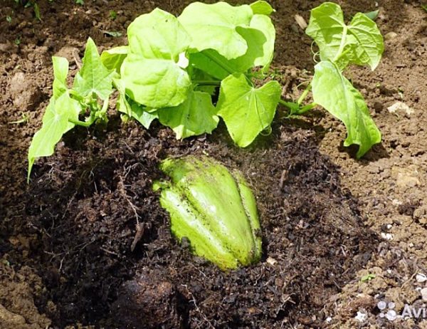 chayote concombre
