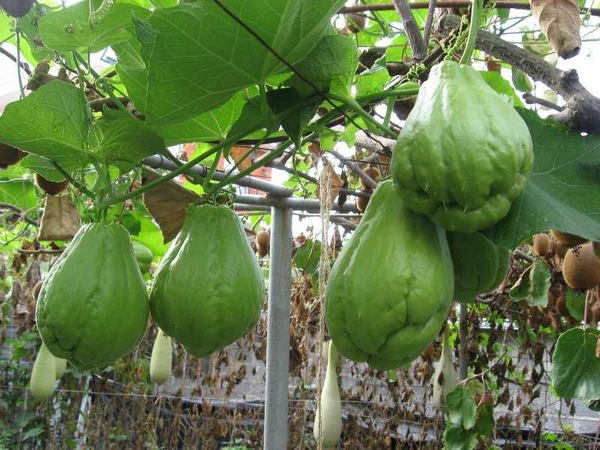 chayote mexicaine