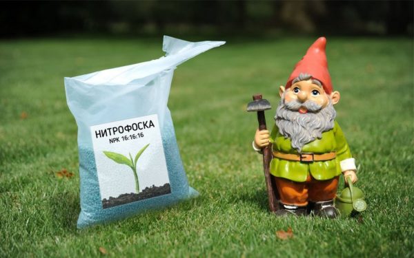 Salatalık için nitrofoska, nitroammofoska, azofoska ve borofoska