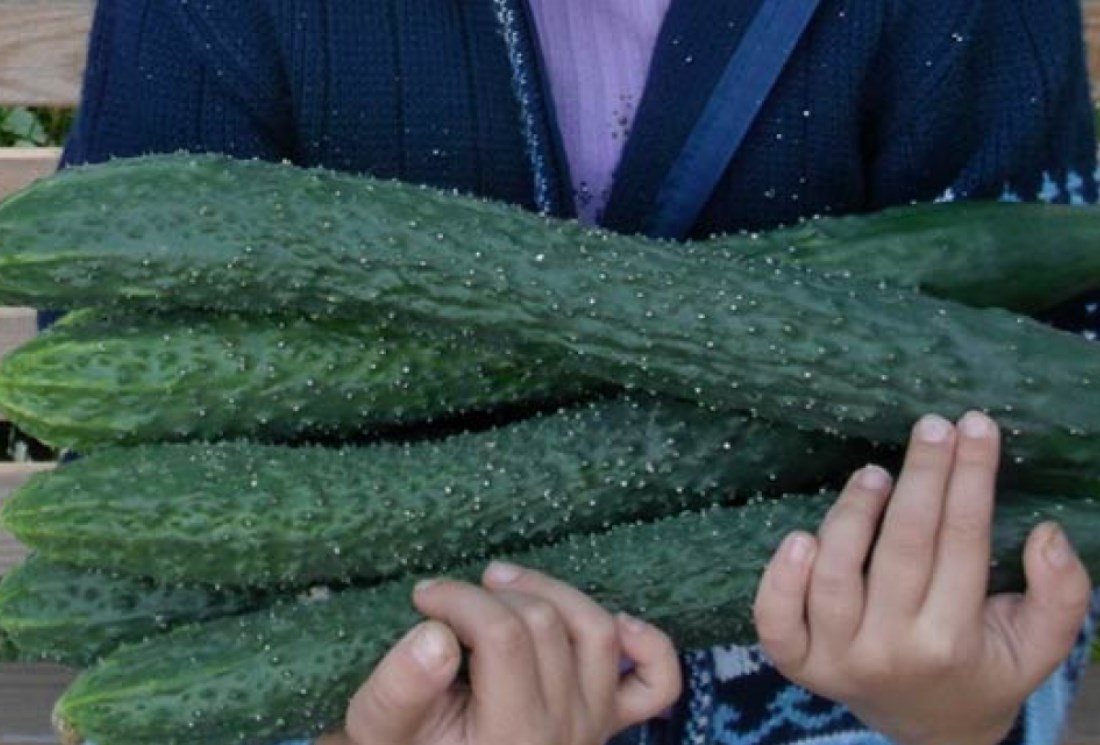 Меки и бодливи краставици