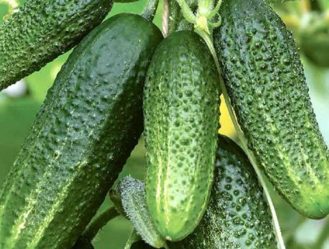 cetrioli nipote della nonna