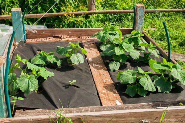 culture de concombres sous un matériau de couverture